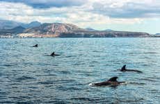 Giro in veliero con avvistamento di cetacei