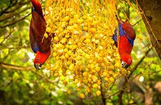 Loro Parque